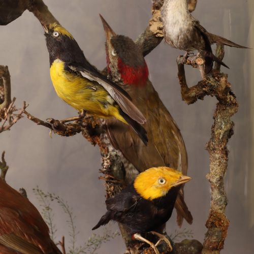 fig 4. Taxidermy – A fine Victorian dome containing eighteen South American birds
