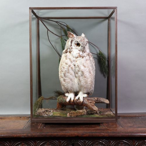 Victorian Taxidermy - A Great Horned Owl (Bubo Virginianus) by Rowland Ward Ltd