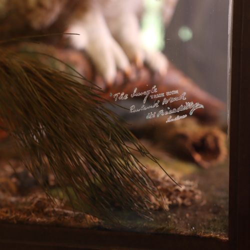 fig 1. A taxidermy Great Horned Owl perching on a wooden branch inside a glass and timber case with naturalistic moss groundwork.