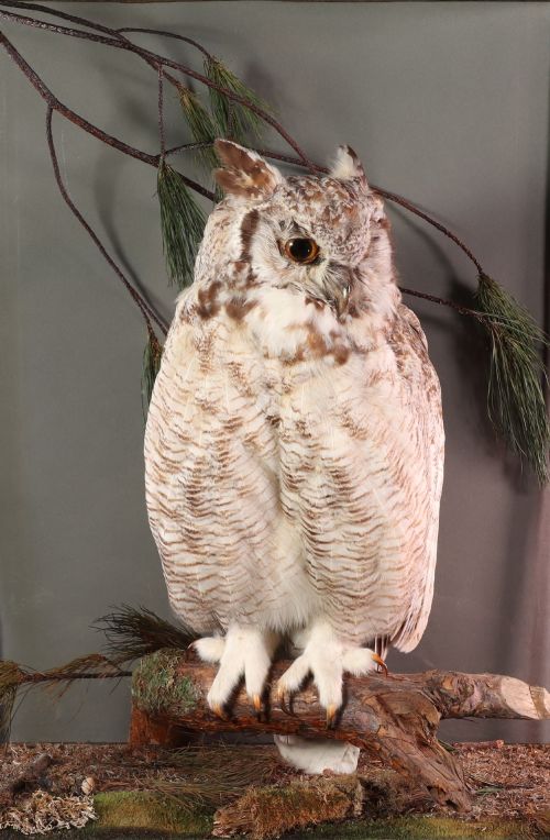 fig 2. A taxidermy Great Horned Owl perching on a wooden branch inside a glass and timber case with naturalistic moss groundwork.