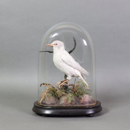Victorian Taxidermy – Albino Starling
