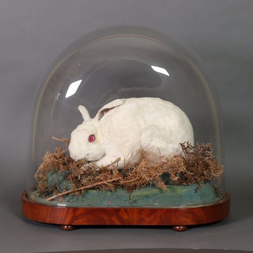 Victorian Taxidermy – Albino Rabbit by James Gardner of London, Taxidermist to the Queen of England. Circa 1875