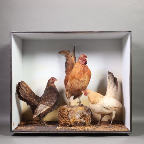 fig 1. A Victorian glazed black wooden case containing three taxidermy bantam chickens set within a naturalistic mossy landscape against a pale background.