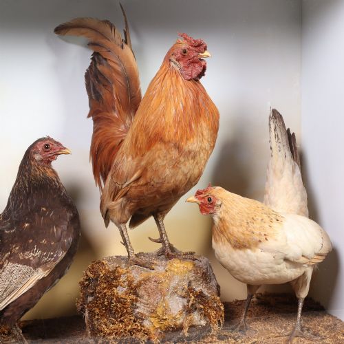 fig 2. A Victorian glazed black wooden case containing three taxidermy bantam chickens set within a naturalistic mossy landscape against a pale background.