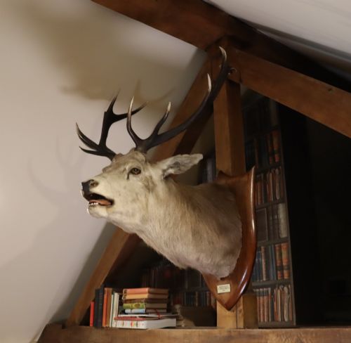Taxidermy- Scottish Red Deer Stag by Peter Spicer & Sons. Dated 1933.
