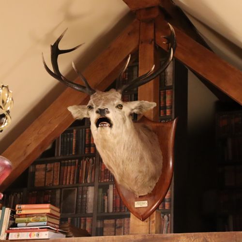 fig 1. A taxidermy shoulder mount of a Scottish Red Deer stag with multi-pointed antlers fixed to a polished oak shield.