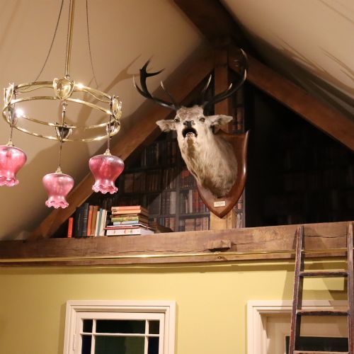 fig 2. A taxidermy shoulder mount of a Scottish Red Deer stag with multi-pointed antlers fixed to a polished oak shield.
