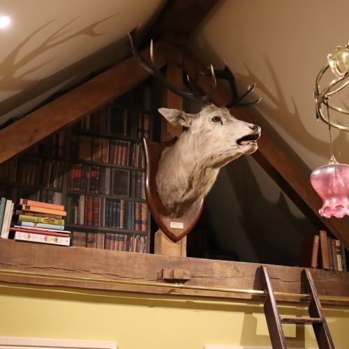 fig 3. A taxidermy shoulder mount of a Scottish Red Deer stag with multi-pointed antlers fixed to a polished oak shield.
