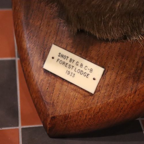 fig 4. A taxidermy shoulder mount of a Scottish Red Deer stag with multi-pointed antlers fixed to a polished oak shield.