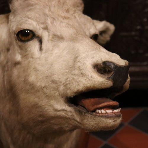fig 6. A taxidermy shoulder mount of a Scottish Red Deer stag with multi-pointed antlers fixed to a polished oak shield.