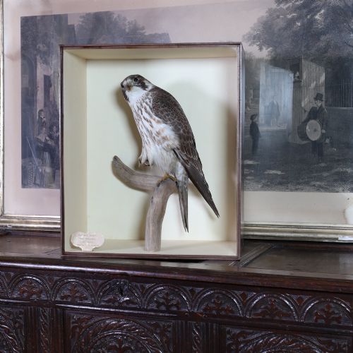 Victorian Taxidermy – Peregrine Falcon by ‘Cullingford of Durham' One of Northern England’s Finest Taxidermy Families