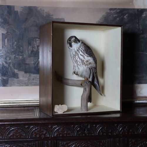 fig 1. A Victorian taxidermy peregrine falcon mounted on a branch inside a glass-fronted rectangular wooden case with a maker label.