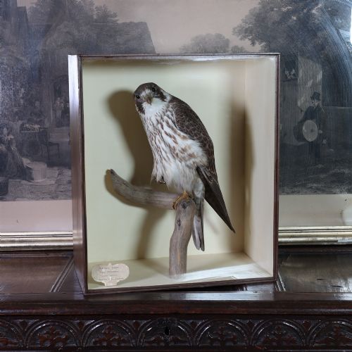 fig 2. A Victorian taxidermy peregrine falcon mounted on a branch inside a glass-fronted rectangular wooden case with a maker label.
