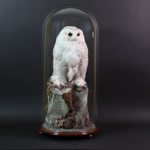 Victorian Taxidermy – Late Victorian Snowy Owl Under a Large Glass Dome with a High-quality Mahogany Base