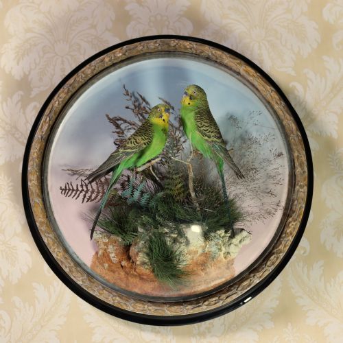 Taxidermy - A Fine Pair of Budgerigar in Wall Dome by P. Spicer of Leamington Spa. Circa 1873