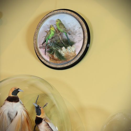 fig 1. A circular Victorian wall dome featuring two green budgerigars perched on dried branches inside a convex glass frame with a gilded rim.