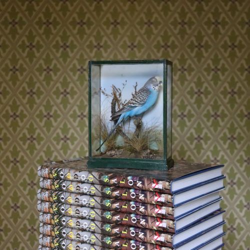 fig 1. A cased taxidermy specimen of a light blue budgerigar perched on a branch surrounded by dried grass within a dark green glass-fronted wooden box.