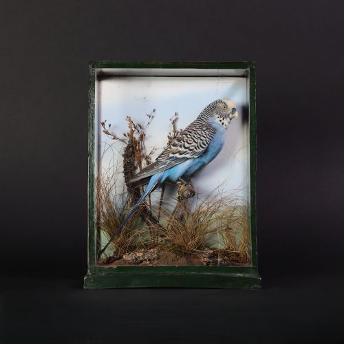 Taxidermy – Budgerigar by Raine of Carlisle. Circa 1920