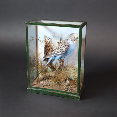 fig 2. A cased taxidermy specimen of a light blue budgerigar perched on a branch surrounded by dried grass within a dark green glass-fronted wooden box.