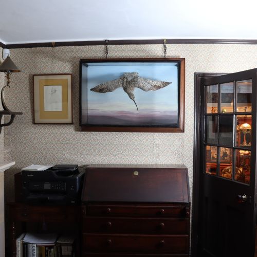 fig 1. A Victorian cased taxidermy display depicting a curlew mounted in flight against a painted sky backdrop inside a glazed wooden frame.