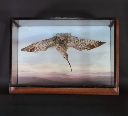 Victorian Taxidermy- Curlew in Flight by Kirk of Glasgow