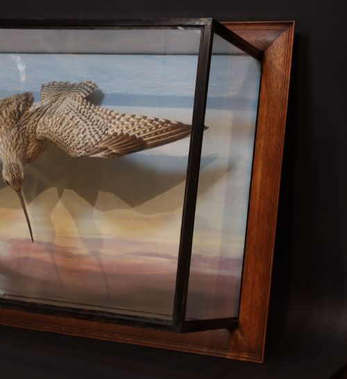 fig 2. A Victorian cased taxidermy display depicting a curlew mounted in flight against a painted sky backdrop inside a glazed wooden frame.