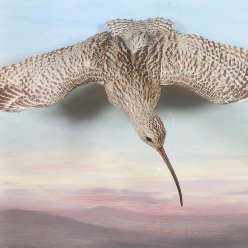 fig 3. A Victorian cased taxidermy display depicting a curlew mounted in flight against a painted sky backdrop inside a glazed wooden frame.