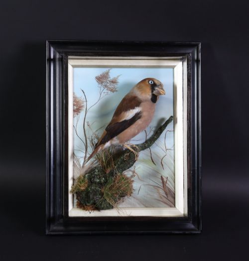 Victorian Taxidermy – Hawfinch by Bill Cox of Liverpool in Ebonised Picture Frame Case. Circa 1900