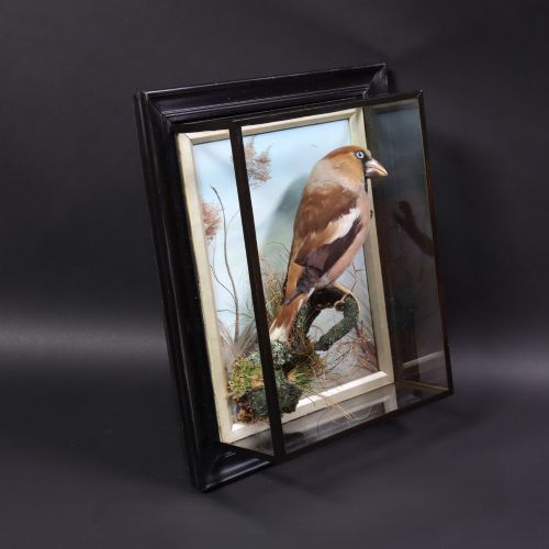 fig 1. A Victorian taxidermy hawfinch perching on a mossy branch inside a glass-fronted ebonised picture frame case with a painted blue sky backdrop.