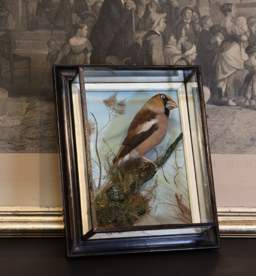 fig 2. A Victorian taxidermy hawfinch perching on a mossy branch inside a glass-fronted ebonised picture frame case with a painted blue sky backdrop.