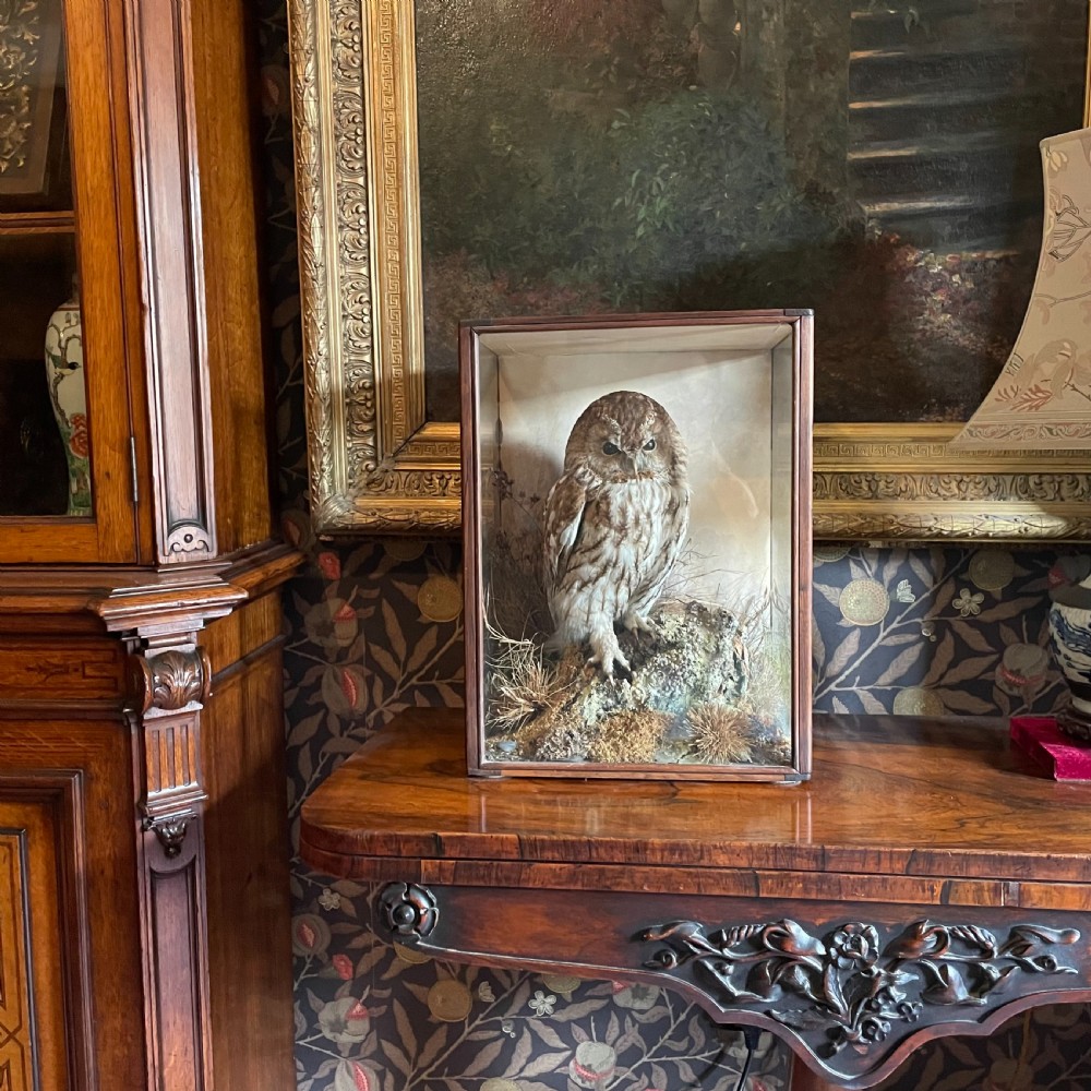 Taxidermy - Tawny Owl by Peter Spicer & Sons of Royal Leamington Spa