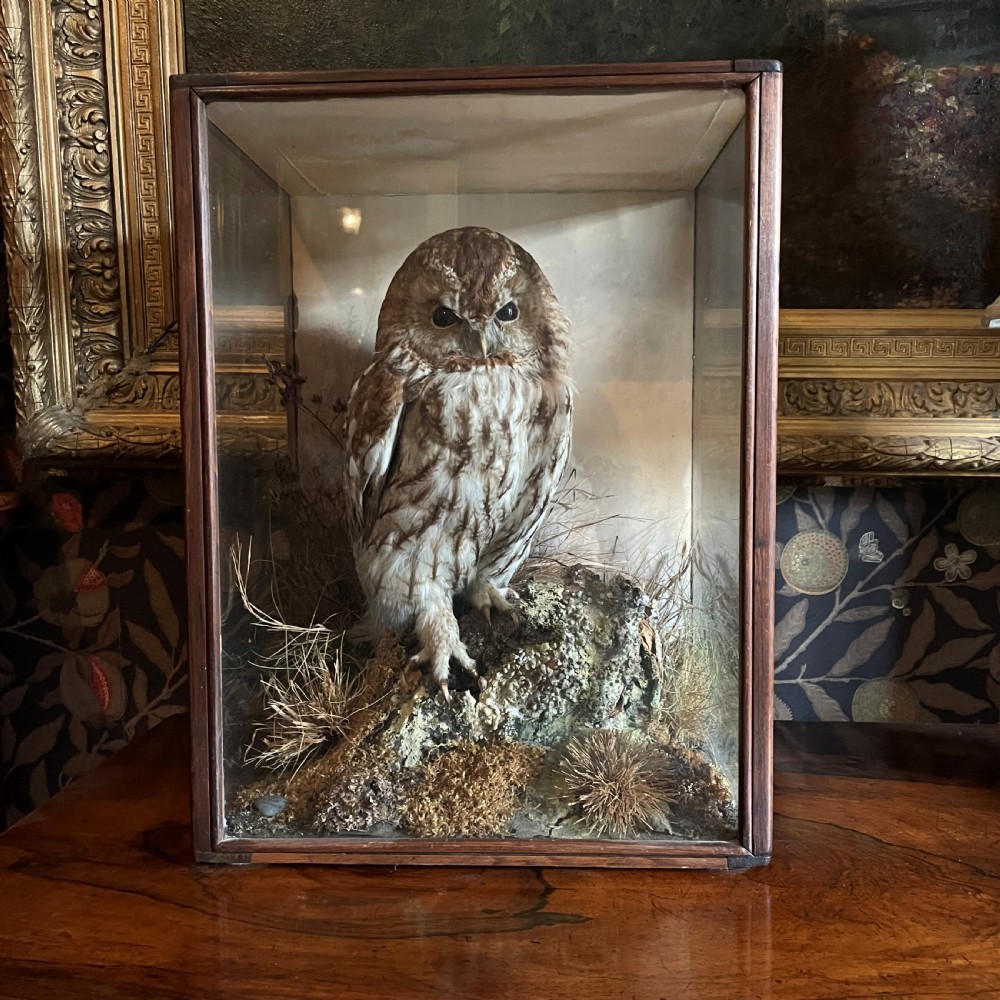 Taxidermy - Tawny Owl by Peter Spicer & Sons of Royal Leamington Spa View II