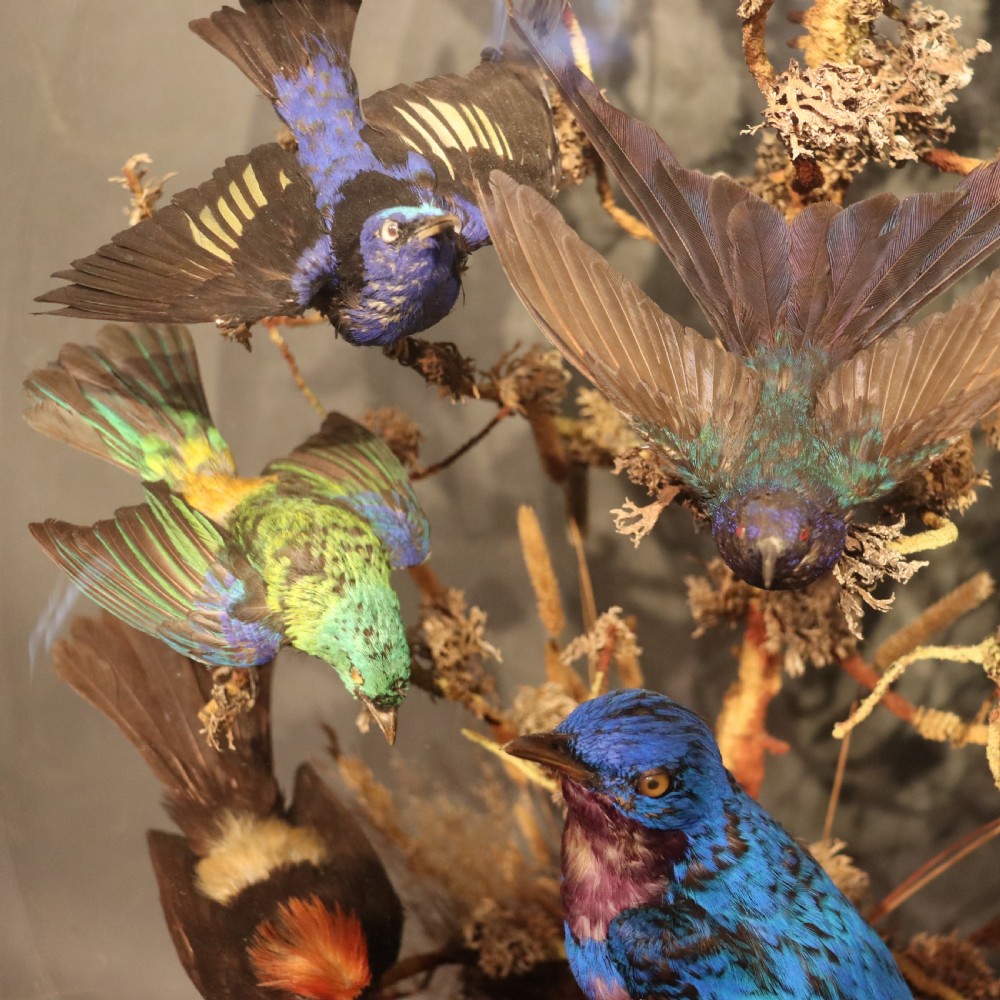 Large Victorian Dome of Taxidermy View II