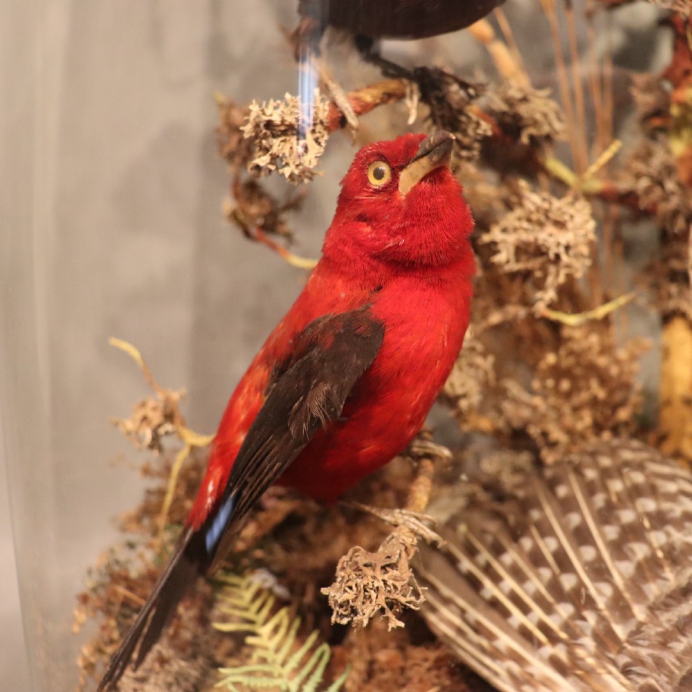 Large Victorian Dome of Taxidermy View III