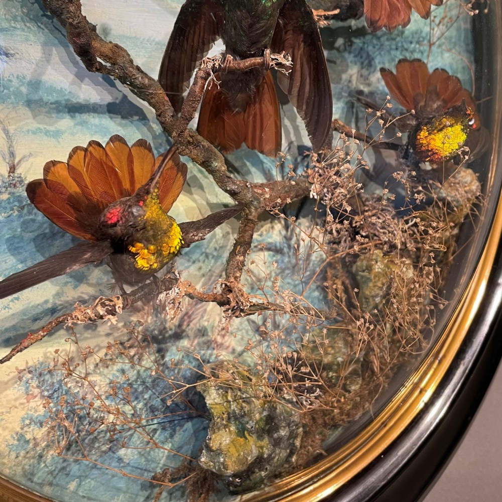 Victorian Taxidermy Wall Dome by James Gardner London Circa 1875 View III