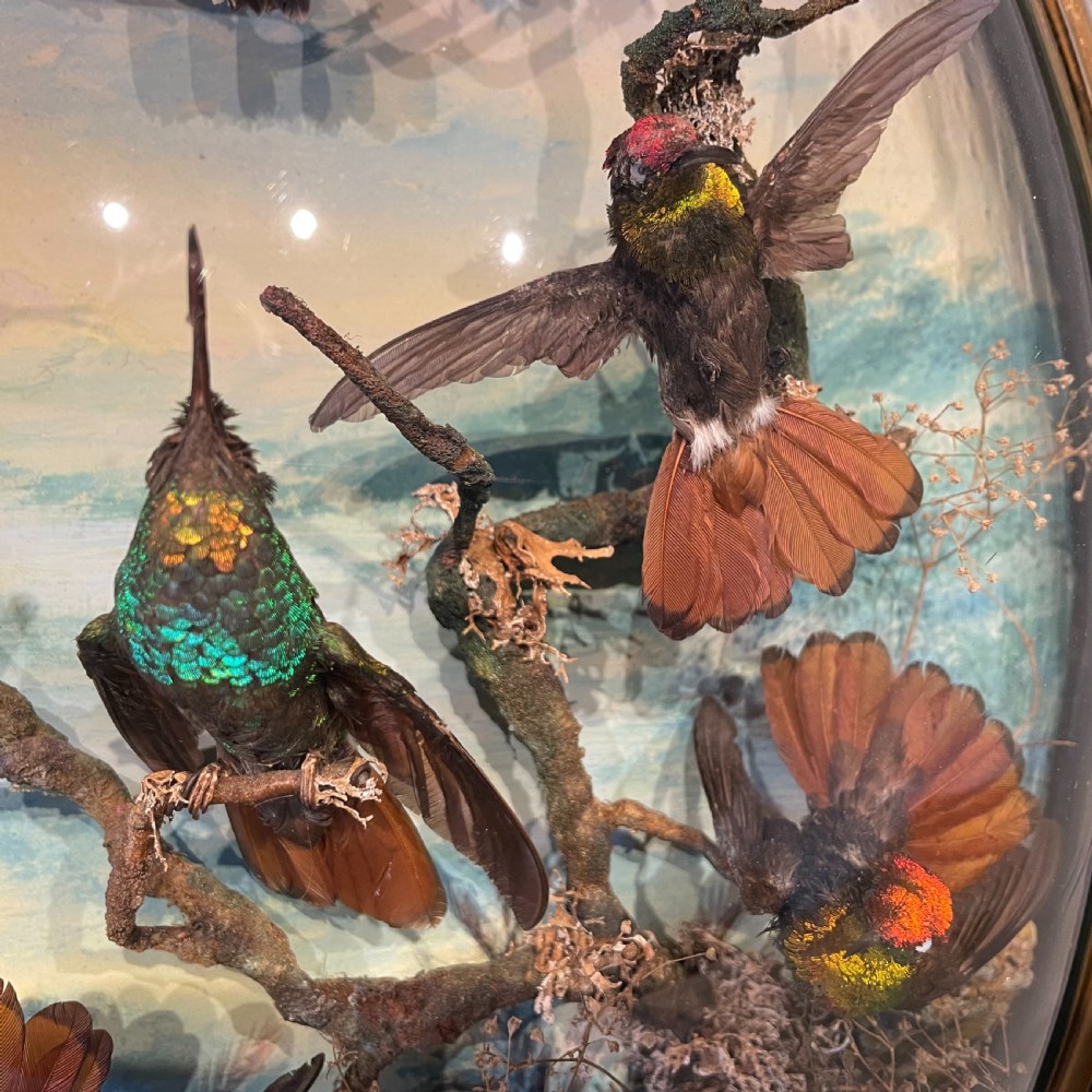 Victorian Taxidermy Wall Dome by James Gardner London Circa 1875 View IV