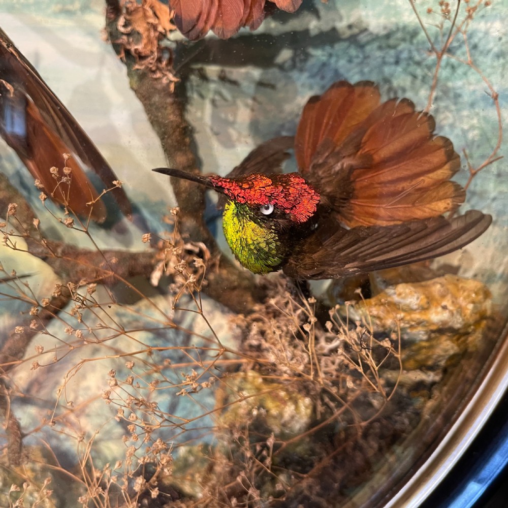 Victorian Taxidermy Wall Dome by James Gardner London Circa 1875 View V