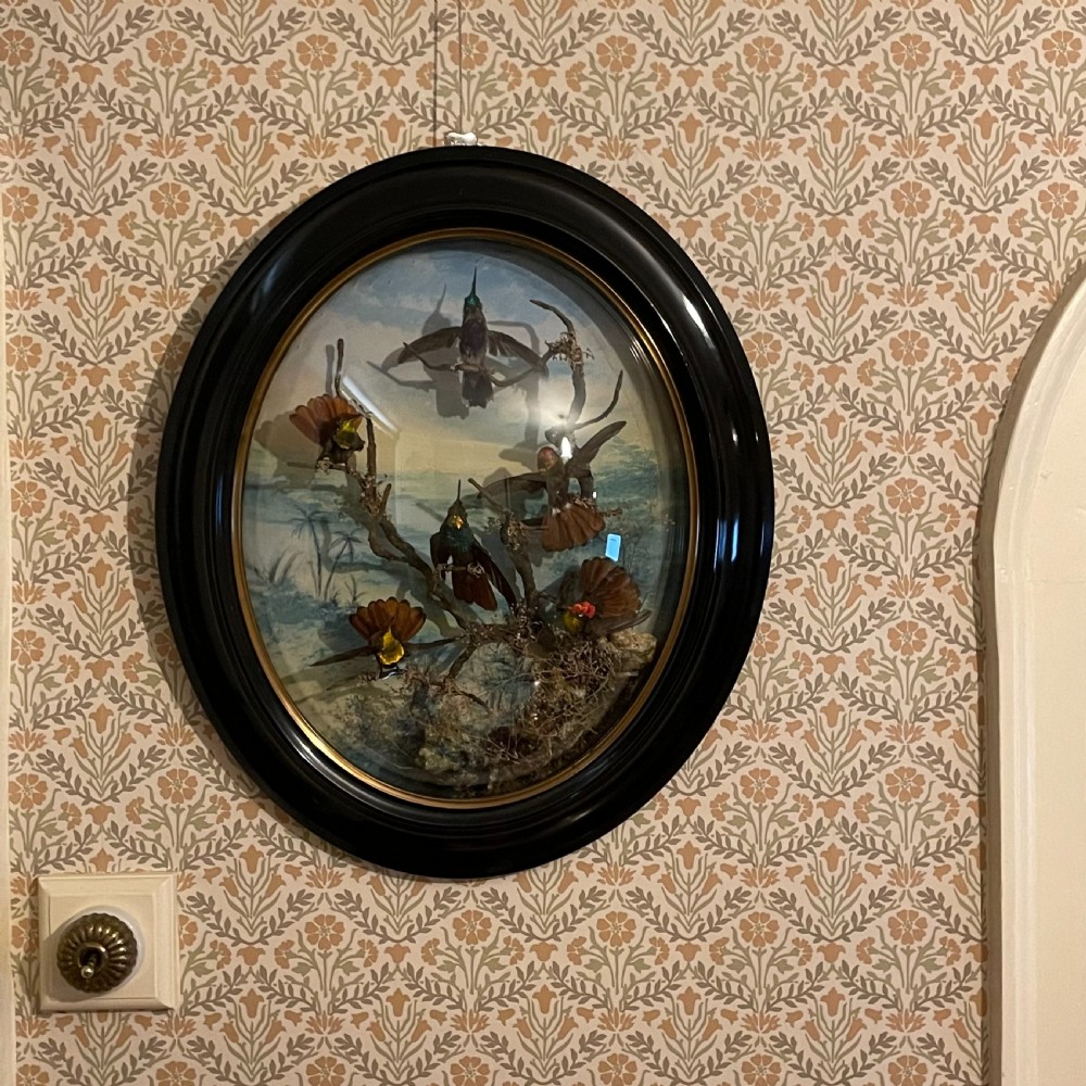 Victorian Taxidermy Wall Dome by James Gardner London Circa 1875 View VI