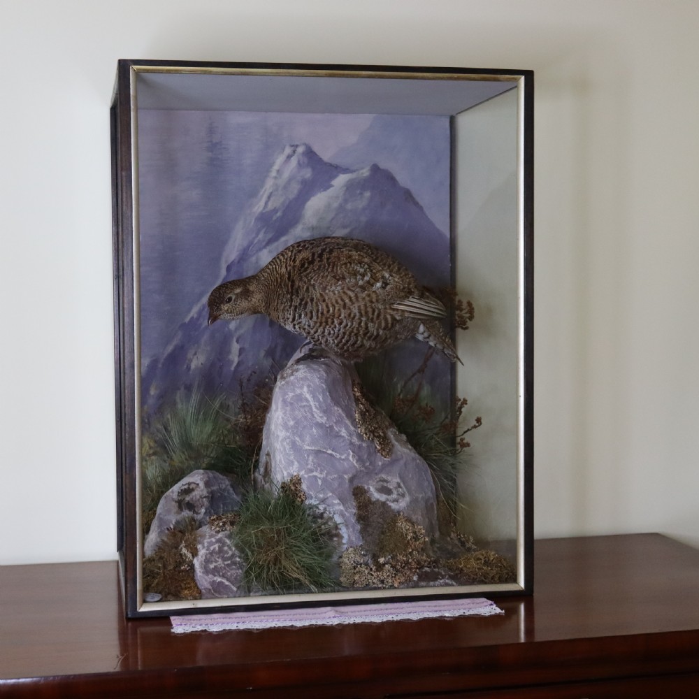 Taxidermy - Female Black Grouse by P Spicer & Sons of Royal Leamington Spa 