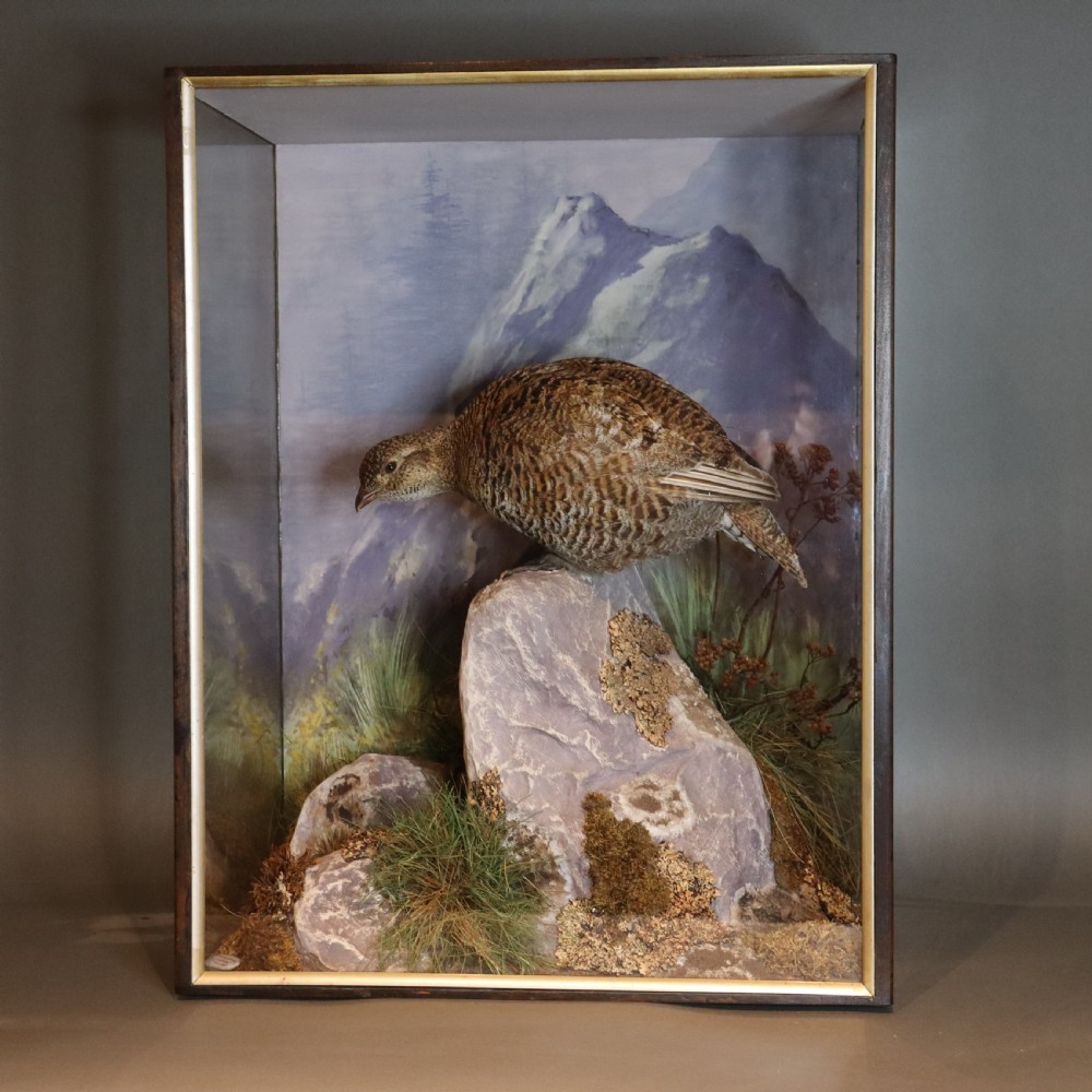 Taxidermy - Female Black Grouse by P Spicer & Sons of Royal Leamington Spa  View II
