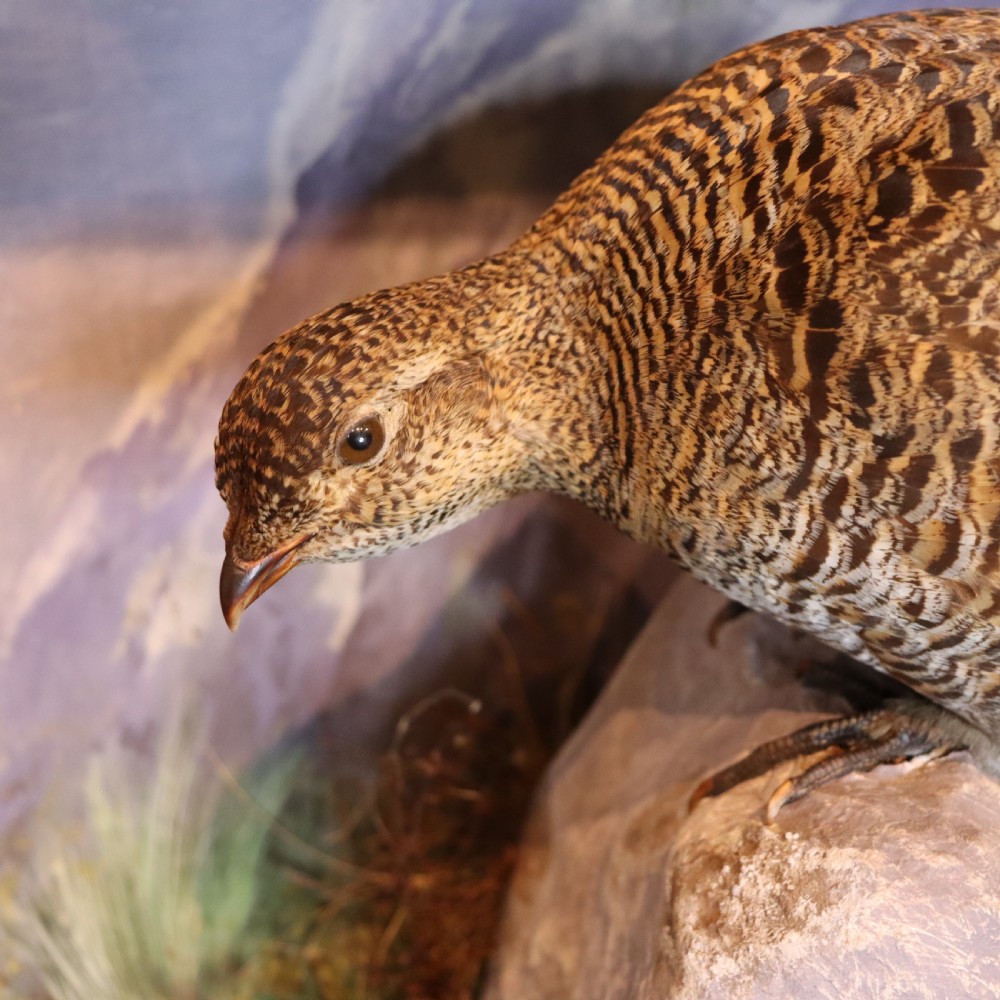 Taxidermy - Female Black Grouse by P Spicer & Sons of Royal Leamington Spa  View V