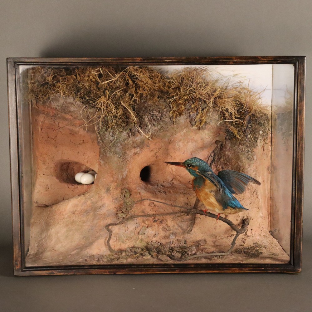 Taxidermy - Kingfisher & Eggs in Realistic River bank setting by Peter Spicer & Sons