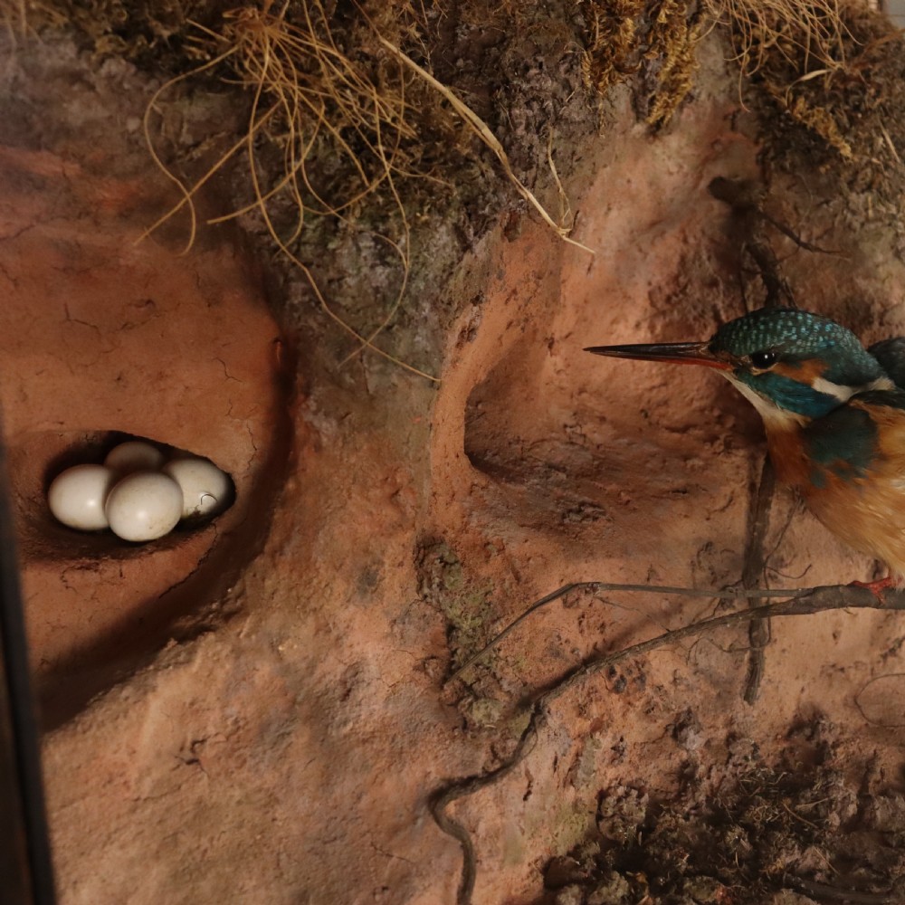 Taxidermy - Kingfisher & Eggs in Realistic River bank setting by Peter Spicer & Sons View III