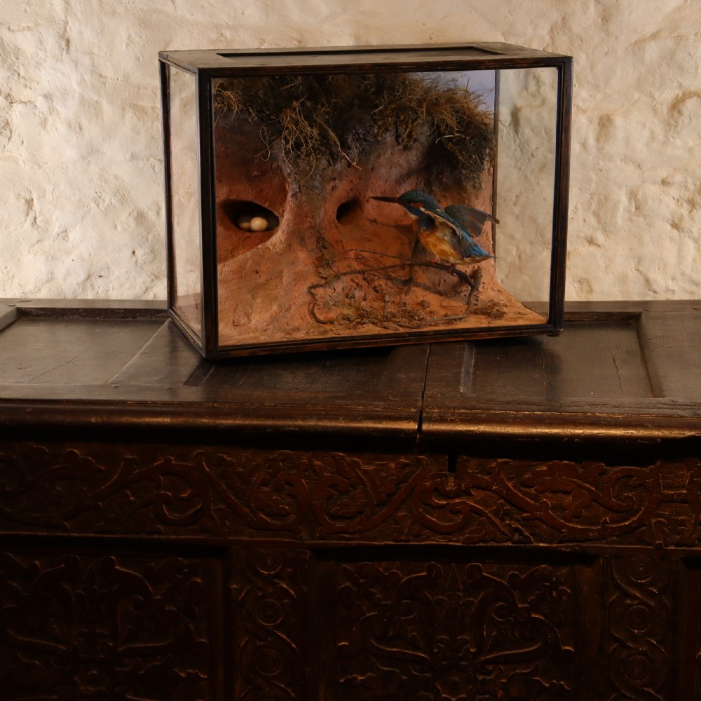 Taxidermy - Kingfisher & Eggs in Realistic River bank setting by Peter Spicer & Sons View IV