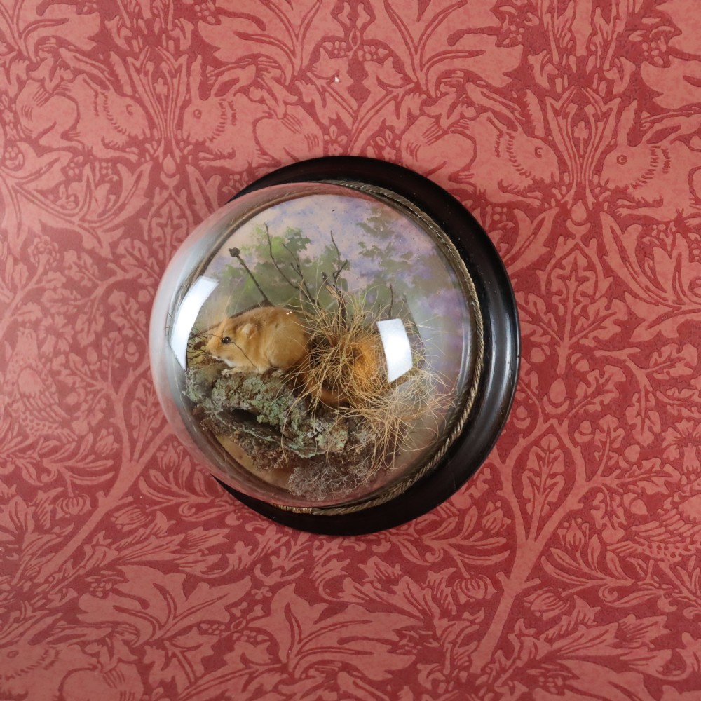 Taxidermy – Dormouse by PETER SPICER & SONS of Leamington Spa. Circa 1904