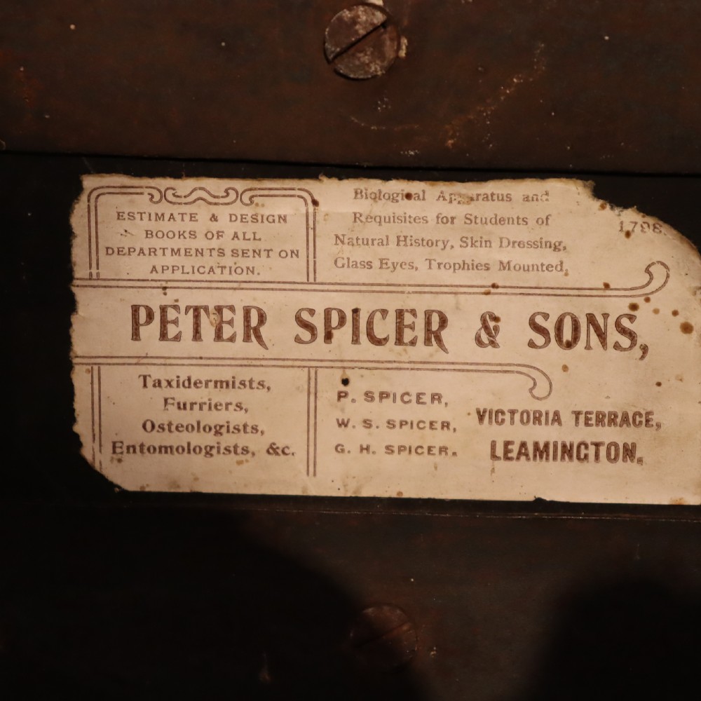 Taxidermy – Dormouse by PETER SPICER & SONS of Leamington Spa. Circa 1904 View II