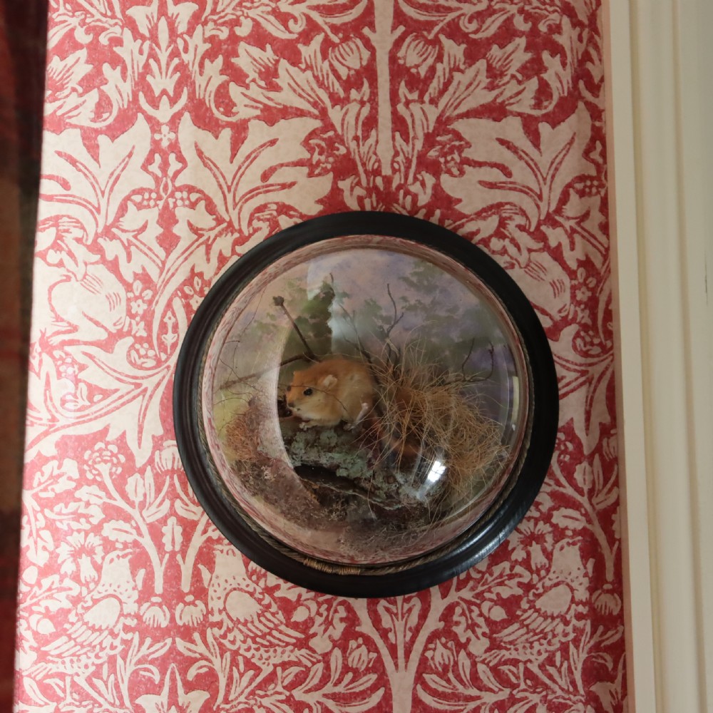 Taxidermy – Dormouse by PETER SPICER & SONS of Leamington Spa. Circa 1904 View IV