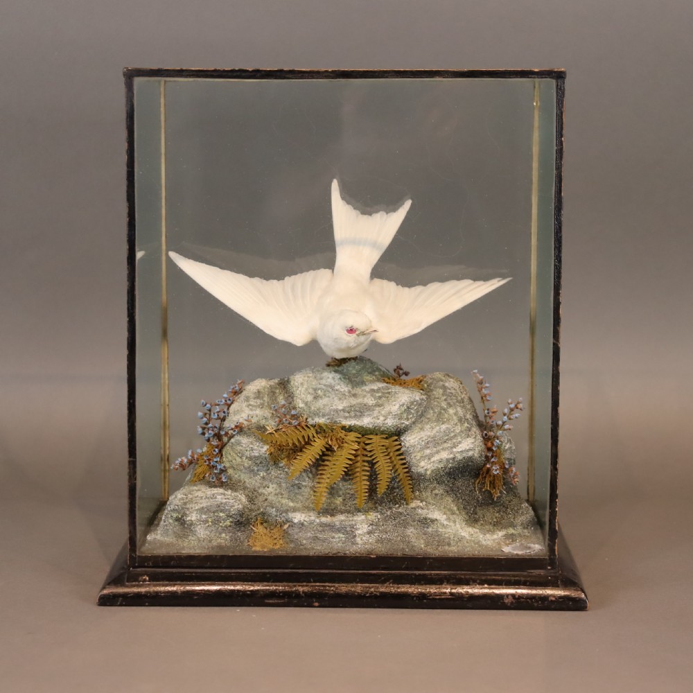  Taxidermy- Albino Swallow by John Macpherson of Inverness  Circa 1900
