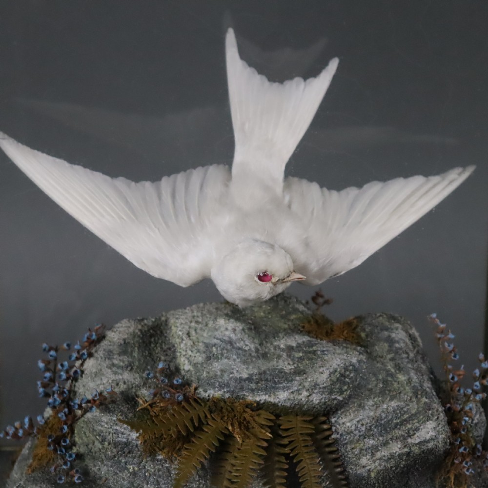  Taxidermy- Albino Swallow by John Macpherson of Inverness  Circa 1900 View II