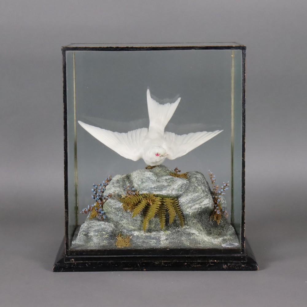 Taxidermy- Albino Swallow by John Macpherson of Inverness  Circa 1900 View III